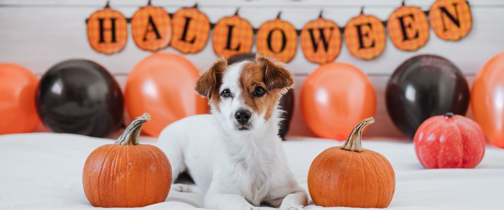 Jack Russel mix with Halloween sign.