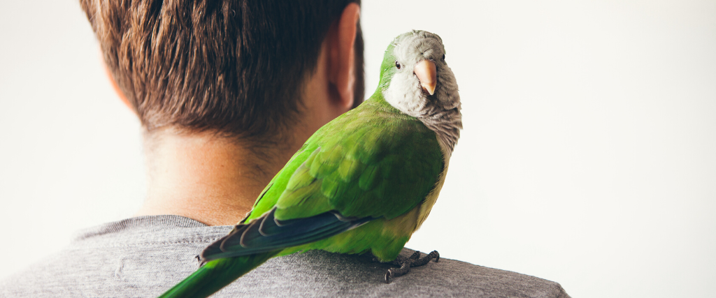Monk parakeet is looking at camera with curiosity expression. 