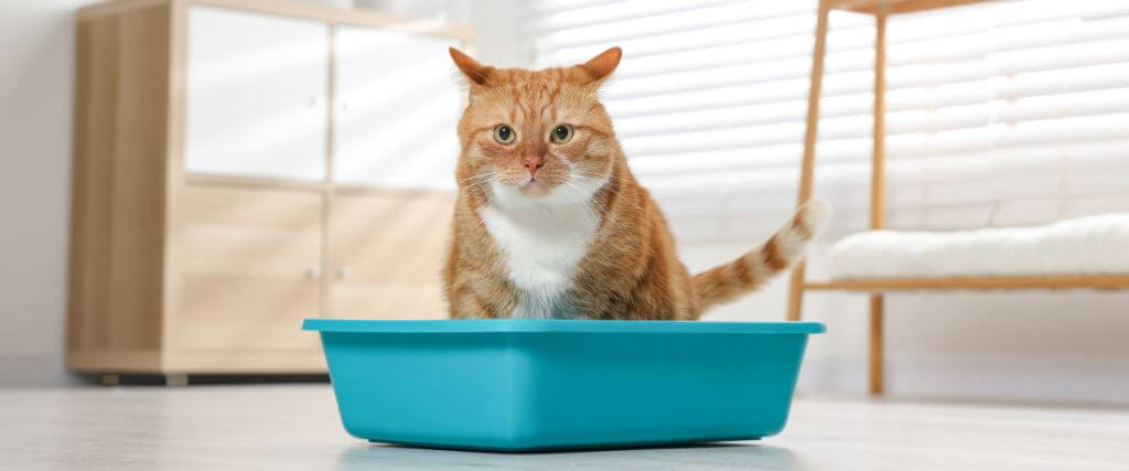 Cat looking at litter box, cat urinary blockage.