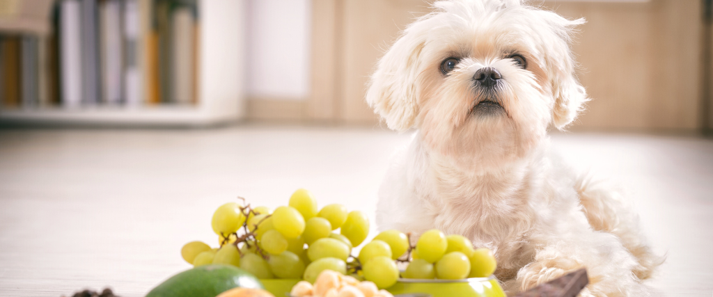 Little white maltese dog and food ingredients toxic to him