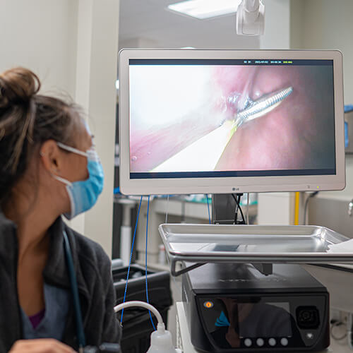 endoscopy