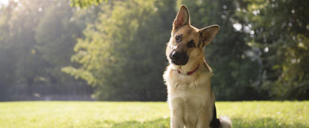 German Shepherd dog, a breed prone to osteosarcoma in dogs