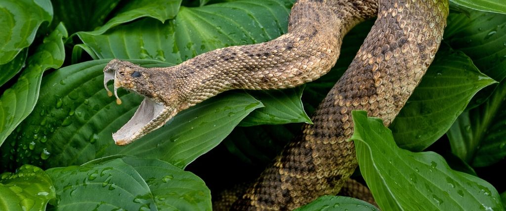 how to keep pets safe from snake bites