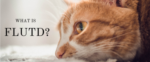 What is Feline Lower Urinary Tract Disease (FLUTD)?
