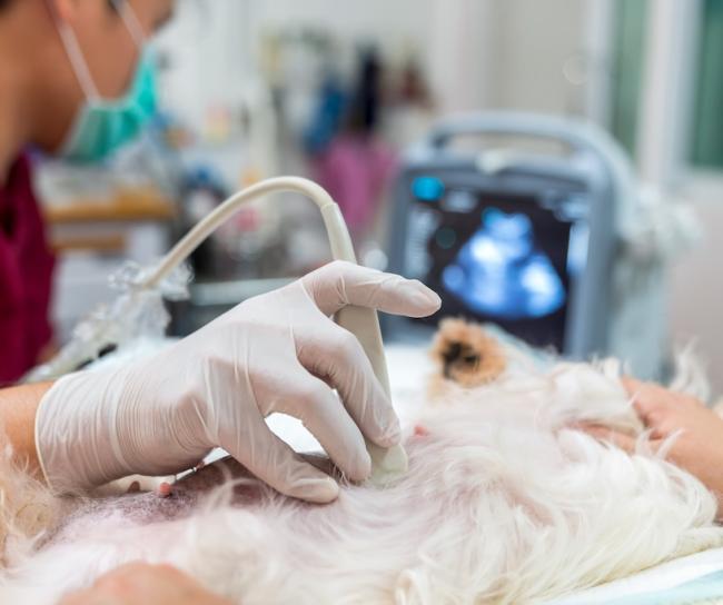 Ultrasound Services