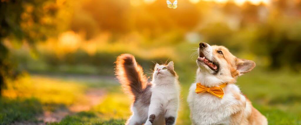 summertime hazards for cats and dogs