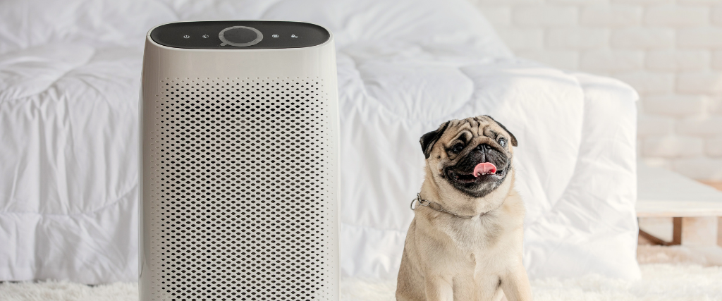 Pug dog and air purifier in cozy white bed room for filtering, cleaning, and removing dust and pollution in home