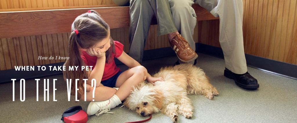 Dog with family in veterinary waiting area