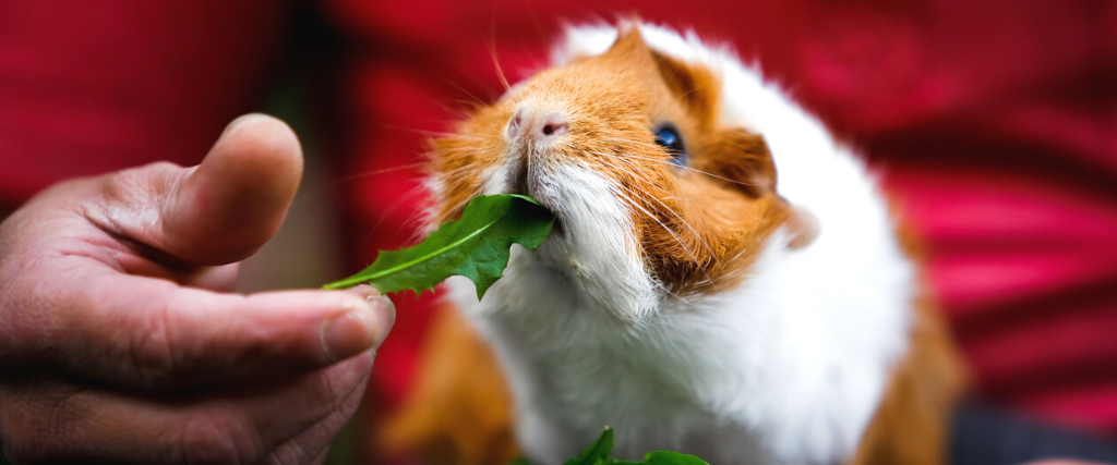 Person feeding guinea pig